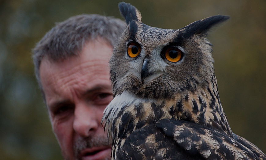 Image 4: Get close to owls with a two-hour experience with Friends & Family 