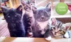 If 40 People Donate $10, Then Good Mews Animal Foundation Can Give 8 Kittens the Necessary Vaccinations to Enter Its Shelter