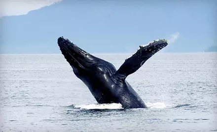 Three-Hour Whale- and Dolphin-Watching Tour for Two or Four from Starlight Fleet (Up to 53% Off)  - Primary Image