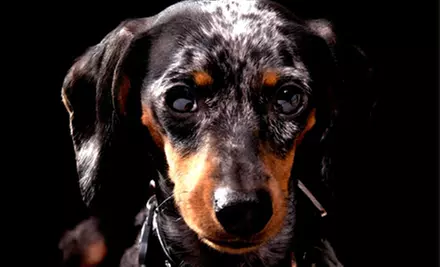 Photo Shoot for One or Up to Three Pets with One 8"x10" and One Digital Image from Posed Paws (Up to 90% Off) - Primary Image