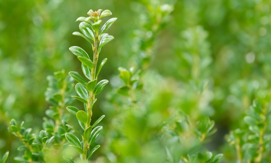 Image 4: Houx Ilex Crenata de Rootz