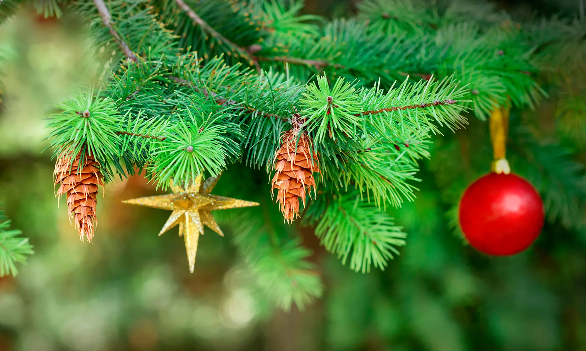 Fraser’s Nobles Nordman & Silver Tips Christmas Trees 5-8 feet & More