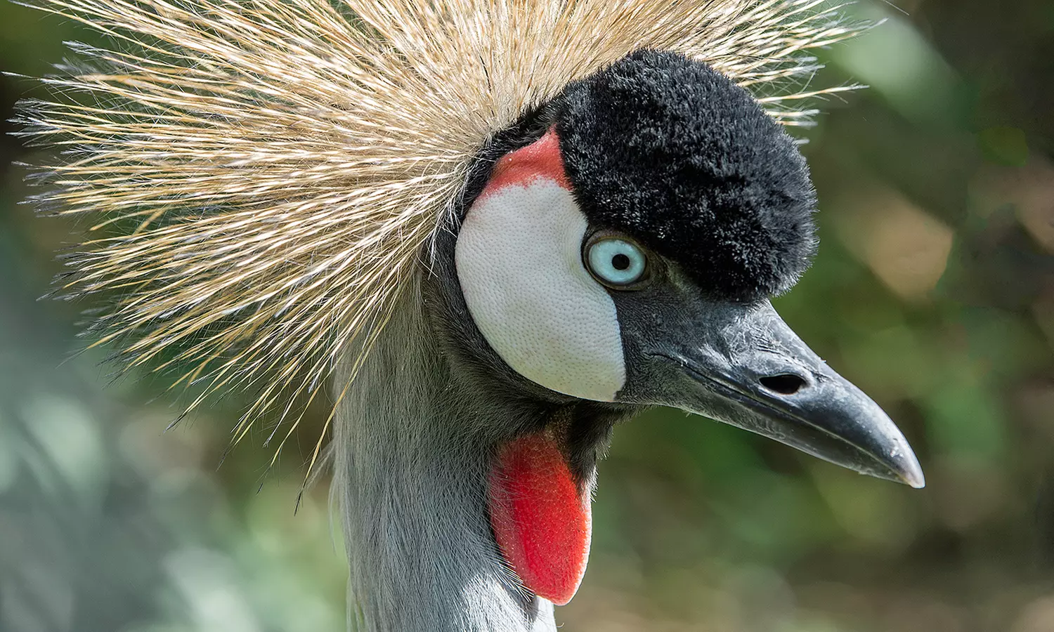 Découvrez plus de 300 animaux au zoo de Maubeuge