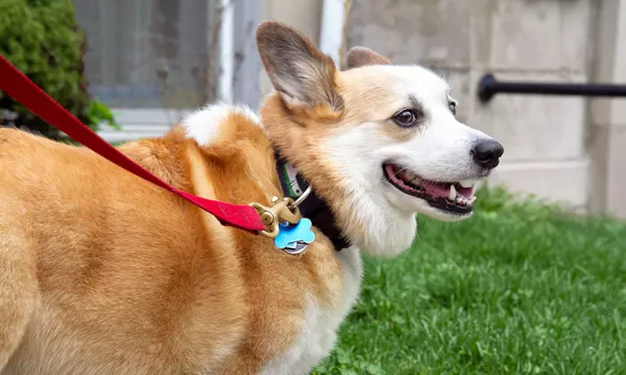 Two or Four Dog Walking Sessions from Daytripping Dogs, LLC (Up to 55% Off) - Primary Image