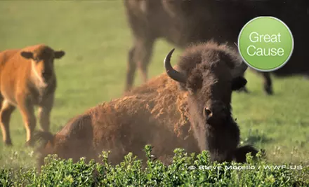 $15 Donation to World Wildlife Fund - Primary Image