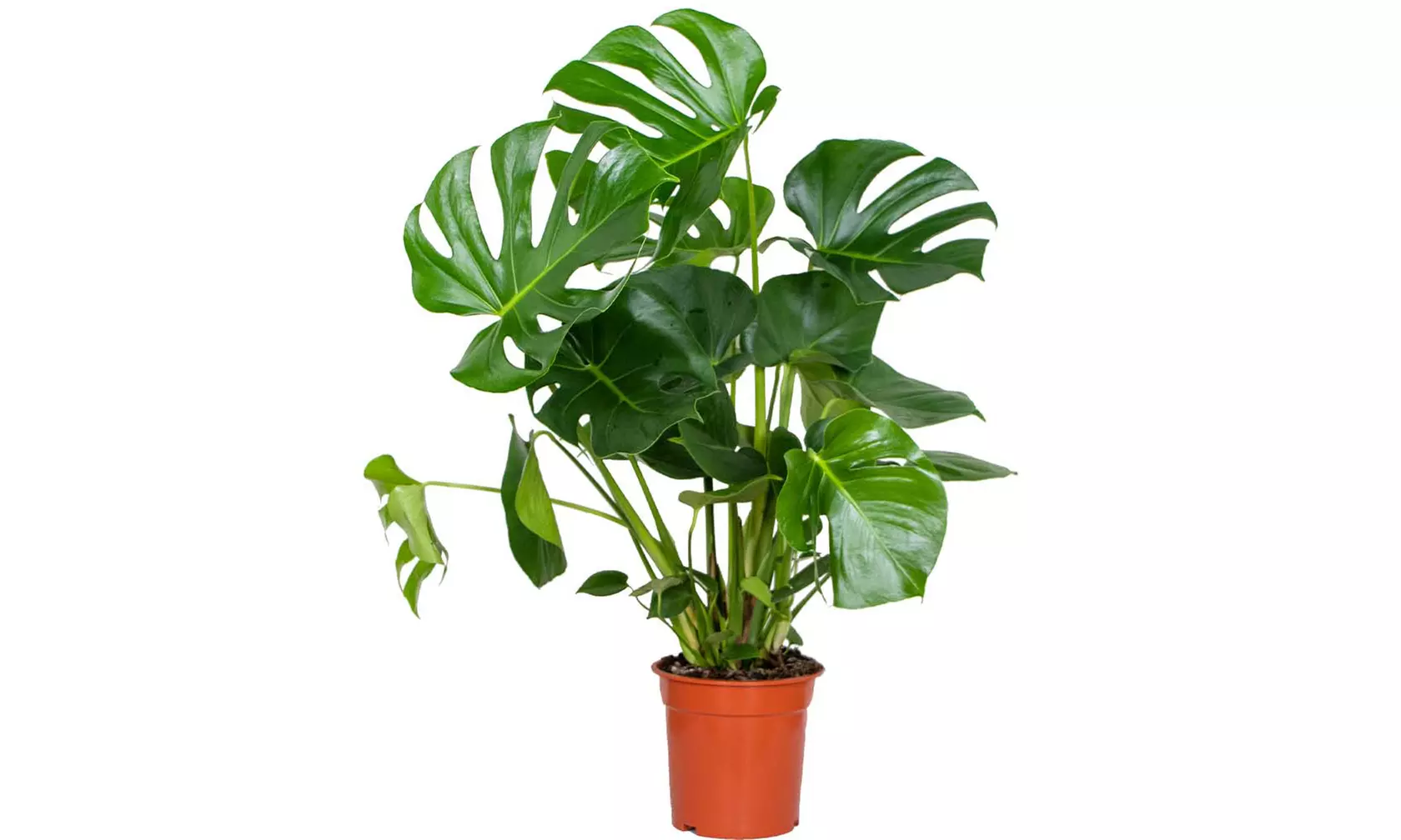 1 o 2 piante Monstera Deliciosa