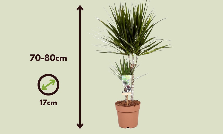 Image 2: Two or Four Dracaena Marginata Potted Plants