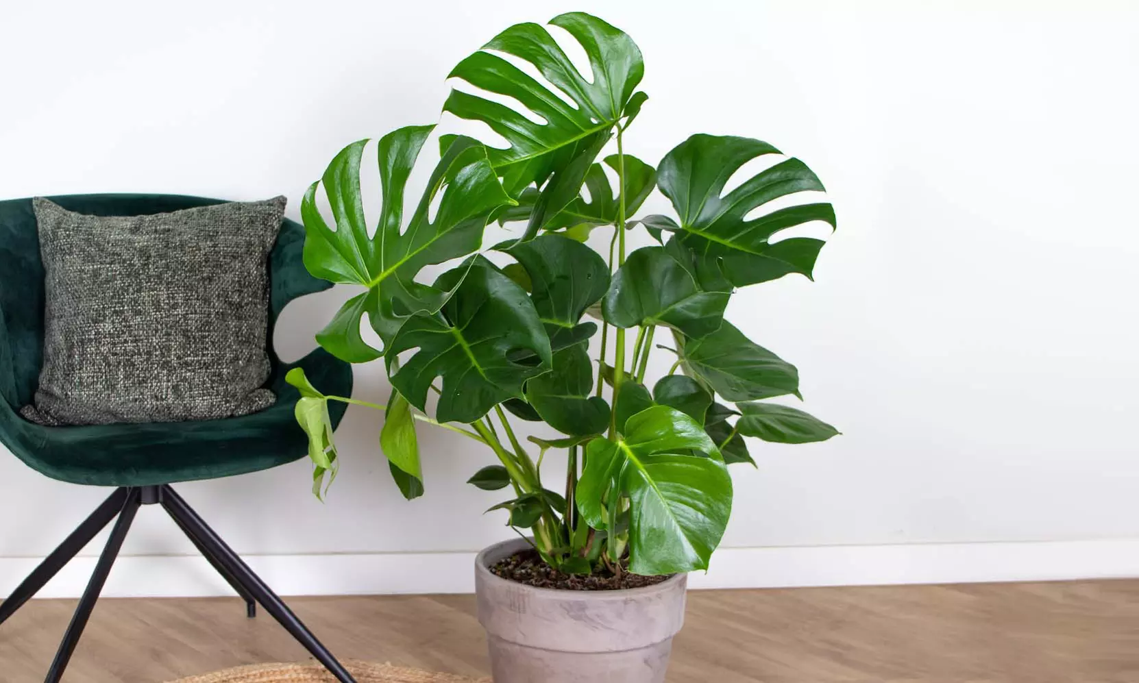 1 of 2 Monstera Deliciosa Gatenplanten van 50-60 cm of 70-80 cm