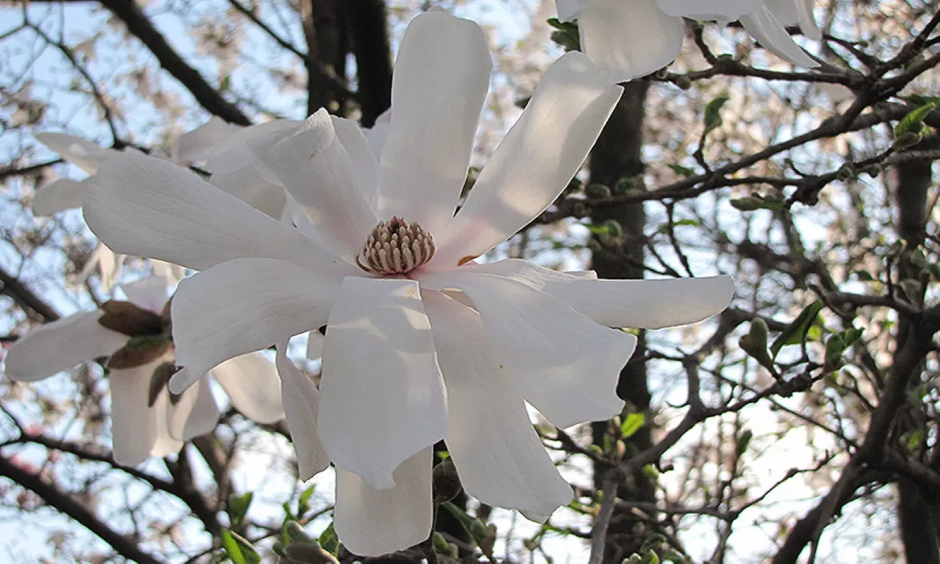 3x oder 6x Magnolien