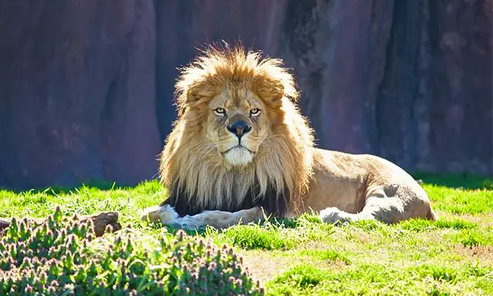 Zoo Visit for Two or Four to the Virginia Zoo (Up to 50% Off) - Primary Image