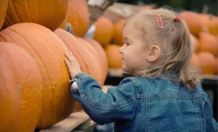 $7 for $15 Worth of Organic Produce, Pumpkins, Meat, and Cheese at Grafton Farmer’s Market - Primary Image