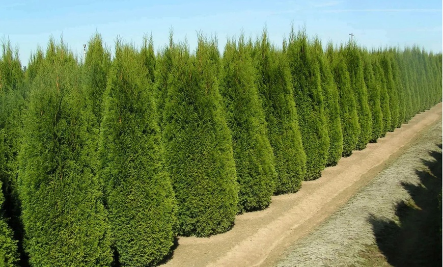 Image 2: Thuja Smaragd Hedging Plant