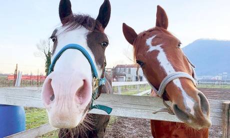 3 o 5 lezioni di equitazione o escursione di 2 ore presso Cavalieri Della Rocca Scuderia (sconto fino a64%)