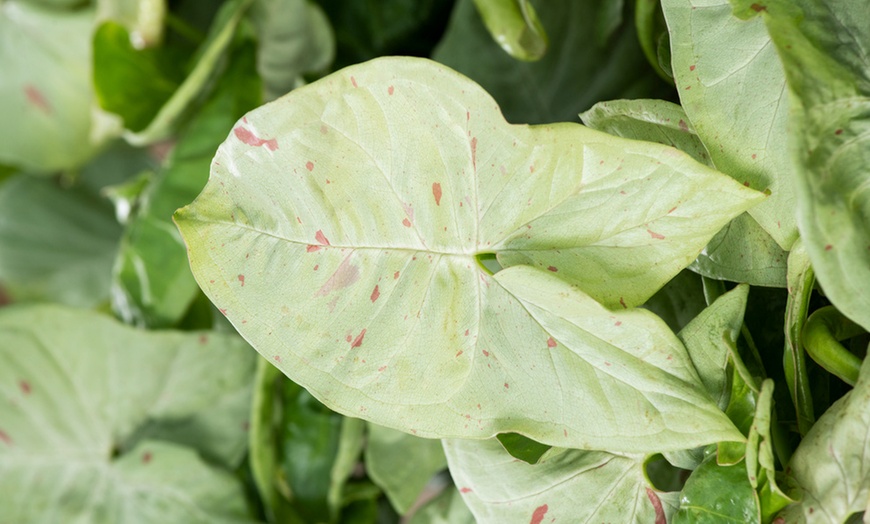 Image 5: 1x oder 2x Syngonium 'Milk Confetti'