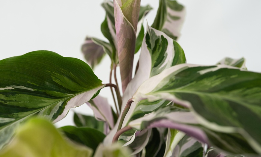 Image 3: Kamerplant 'Calathea Fusion White'