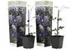 2er- oder 4er-Set Kletterpflanze Clematis Taiga, inkl. Versand - Second Medium