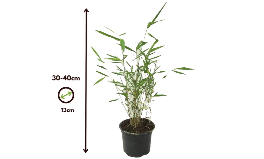Image 6: Set van 3 of 6 'Fargesia Grex'-bamboestruiken
