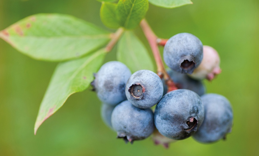 Image 5: Blueberry All Season Collection - Duke, Bluecrop & Elliot - 1 or 3 Potted Plants 