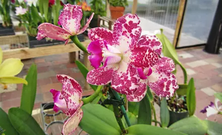 $15 for $30 Worth of Orchids, Plants, and Gardening Supplies at Eastfork Orchids - Primary Image