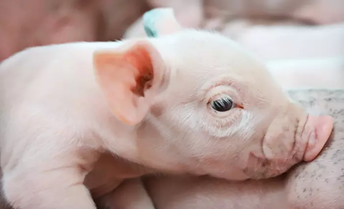 Admission for Two or Four to the Dairy Adventure or the Pig Adventure or Both at Fair Oaks Farms (Up to 46% Off) - Primary Image