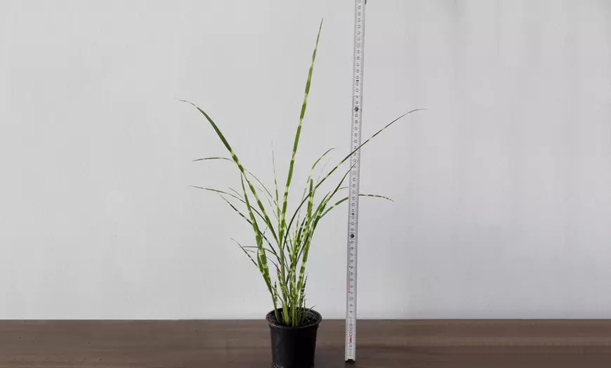 Image 2: Zebra-Look Ornamental Grass 