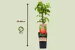 2 o 4 plantas frutales - Second Medium