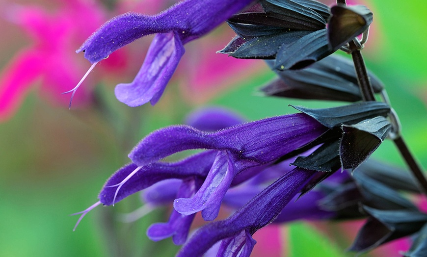 Image 8: Salvia Collection