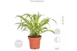 Lot de 4 plantes purificatrices d'air, cache-pots inclus - Image 7
