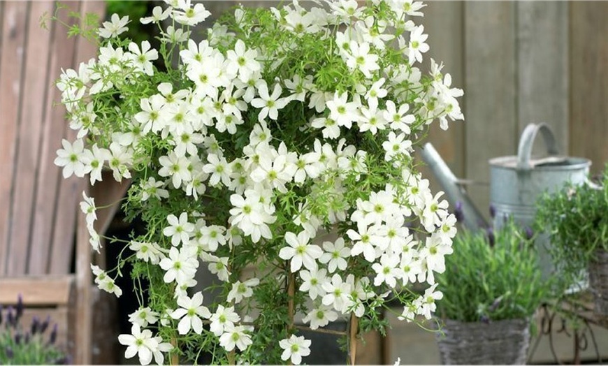 Image 2: Three Evergreen Clematis Plants