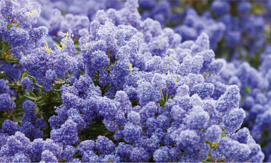 Image 2: Evergreen California Lilac Trees