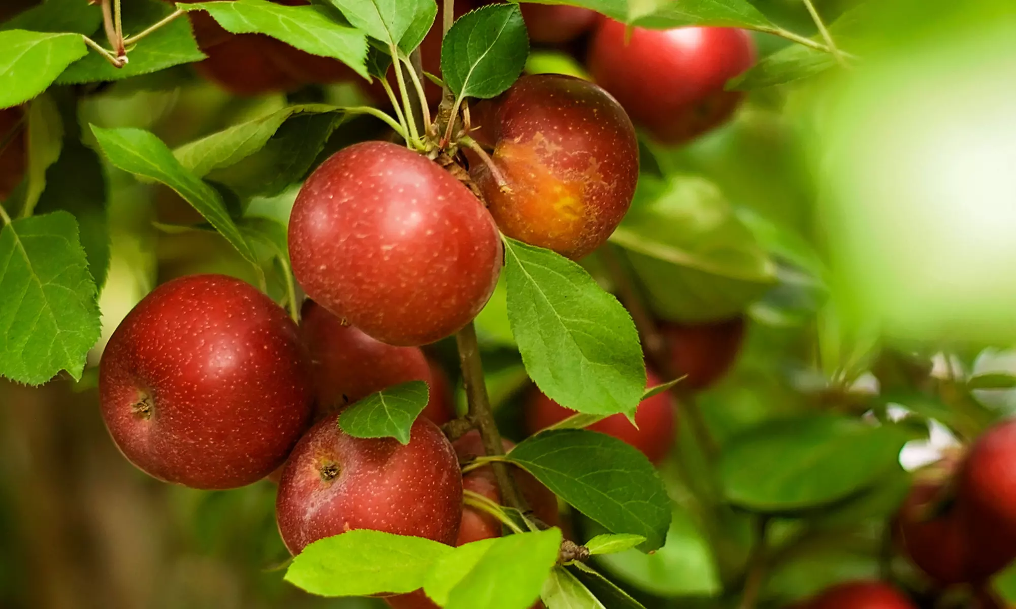 Fall Fun Package for One, Two, or Four at B.J Reece Orchards (Up to 42% Off) - Primary Image