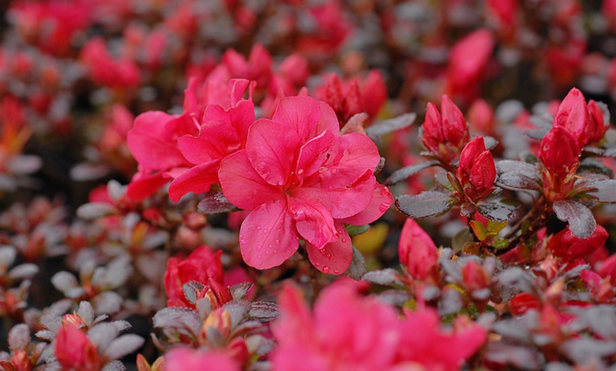 Image 4: Up to Four Hardy Dwarf Azaleas Collection Plants