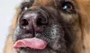 Professional Photography of One or Two Pets from Lara Solomon Photographer (Up to 85% Off)