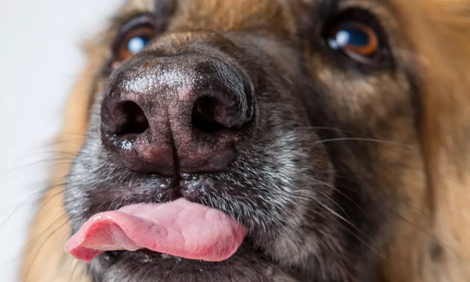 Professional Photography of One or Two Pets from Lara Solomon Photographer (Up to 85% Off) - Primary Image