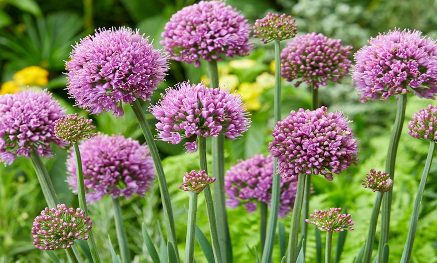 Image 1: Allium Little Sapphire - 1, 3 or 5 Plants