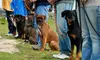 Four Weeks of Puppy Socialization Classes from K9 One Protection (39% Off)
