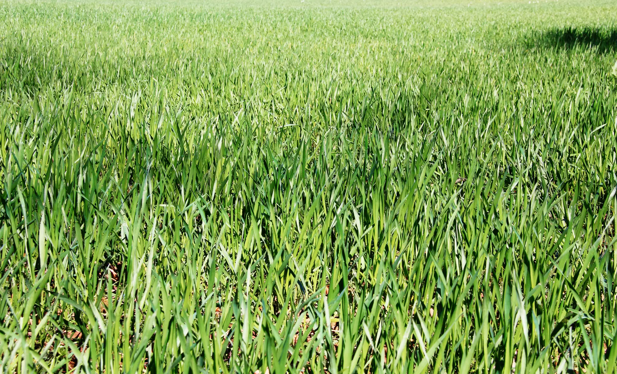 $23 for $45 voucher — GreenKeepers lawn Care - Primary Image