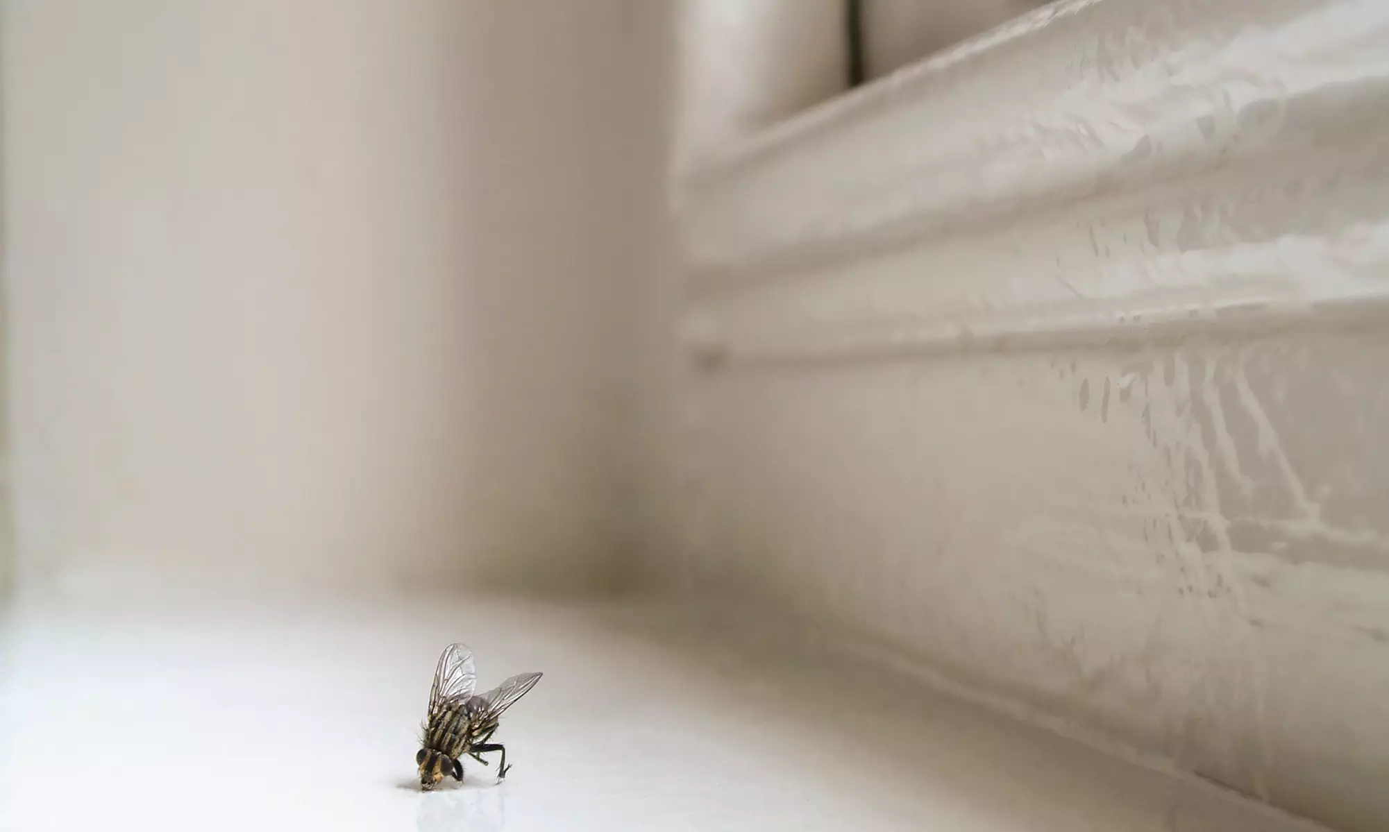 Bed-Bug Treatment or Interior Perimeter Spray for General Pests from Bug Johnsons Pest Services (Up to 51% Off) - Primary Image