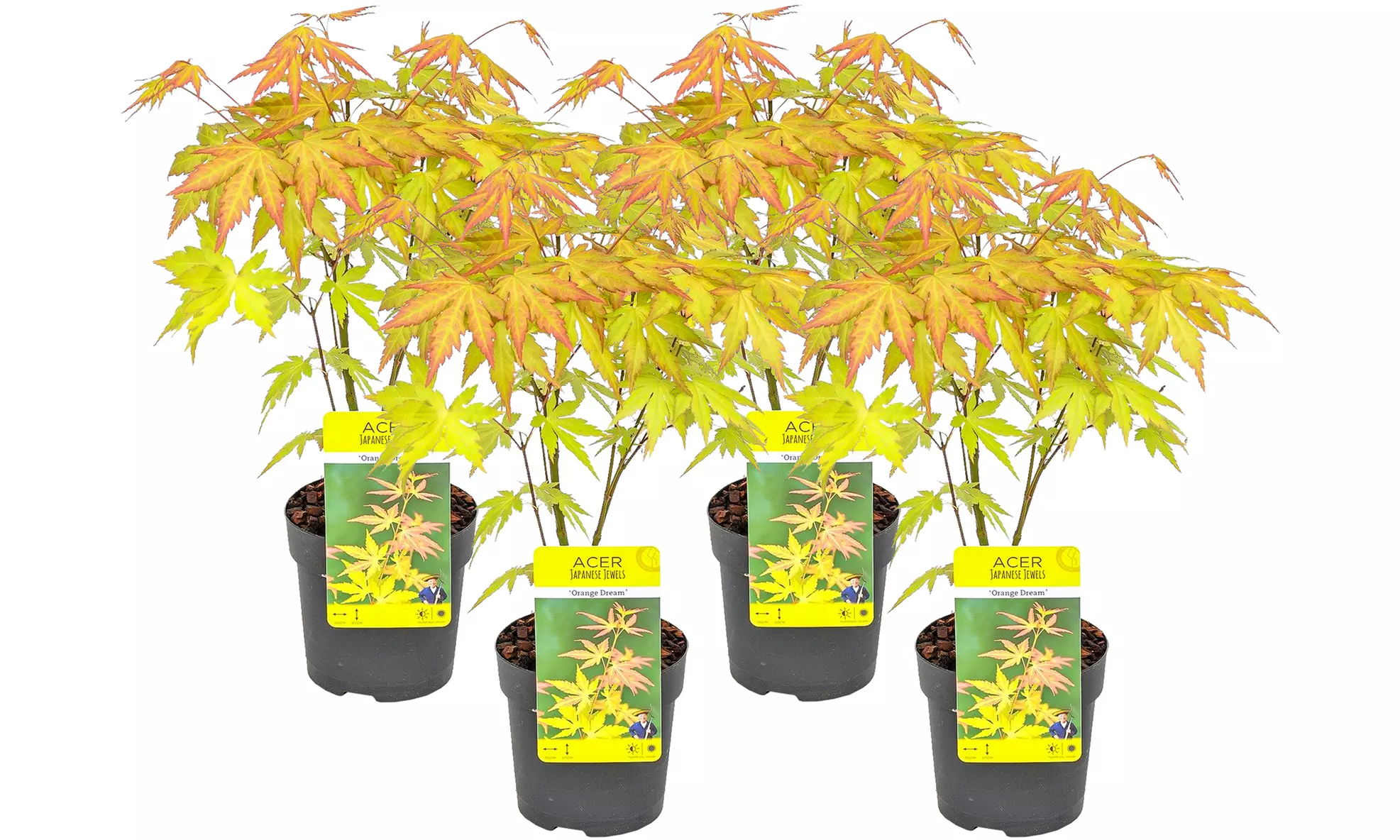 Set de 4 érables du Japon