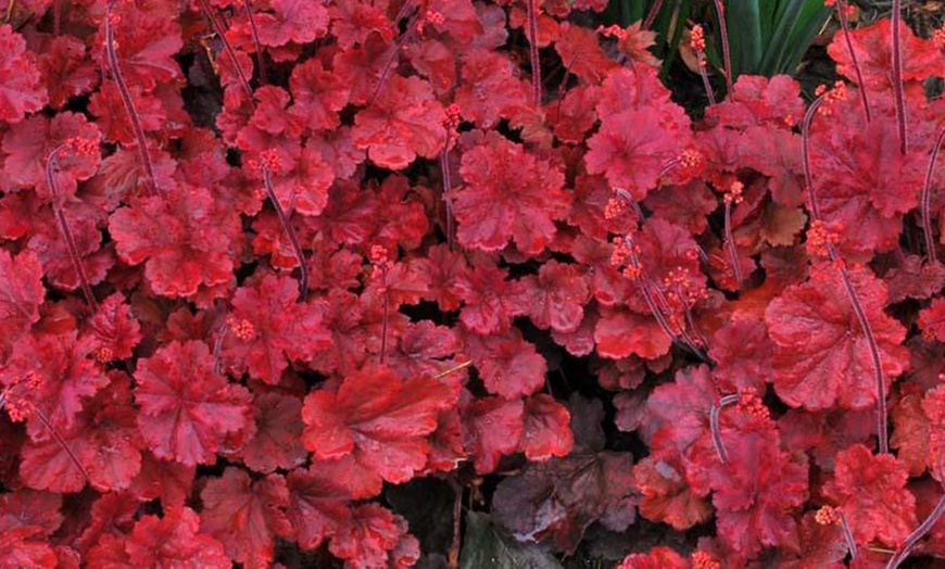 Image 6: 4 x 1 Litre Handsome Heuchera