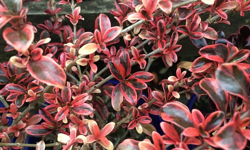 Image 3: Three Magical Coprosma Plants