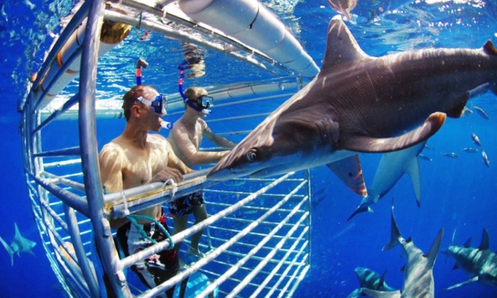 Witness & Dive with Galapagos, Sandbar, & Tiger Sharks in Oahu’s Coast