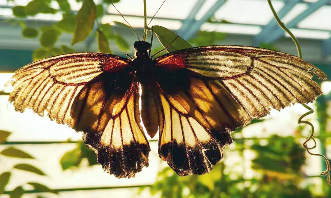 Butterfly & Bug Zoo Admission – Traverse City