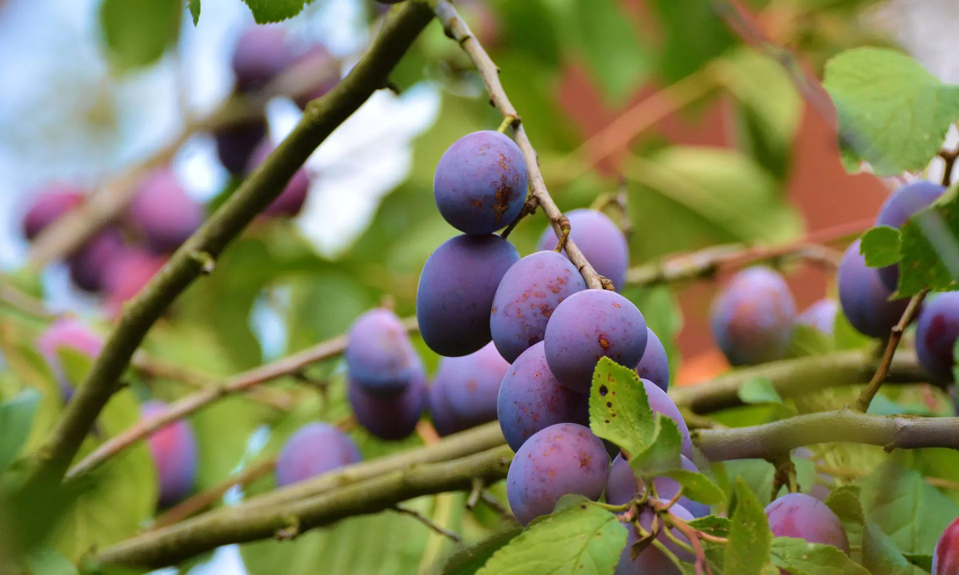 5er-Set Obstbäume: Apfel, Birne, Süßkirsche, Sauerkirsche und Pflaume