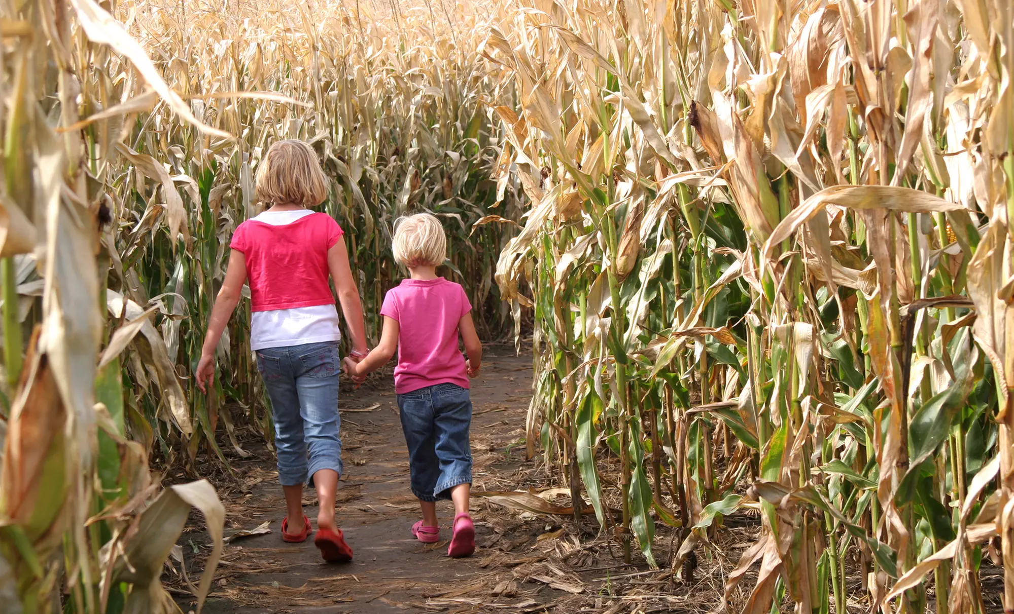 Corn-Maze Outing for Four or Two on Saturday–Sunday or Friday at Jumbo's Pumpkin Patch (Up to Half Off) - Primary Image
