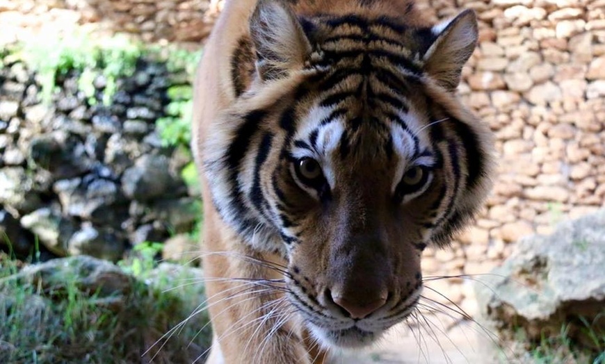 Image 10: Visita al Zoo Castellar