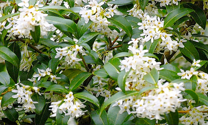 Image 1: Hardy Evergreen Shrub Collection