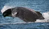 Whale- and Dolphin-Watching Tour for One, Two, or Four from Cape May Whale Watcher (Up to 58% Off)