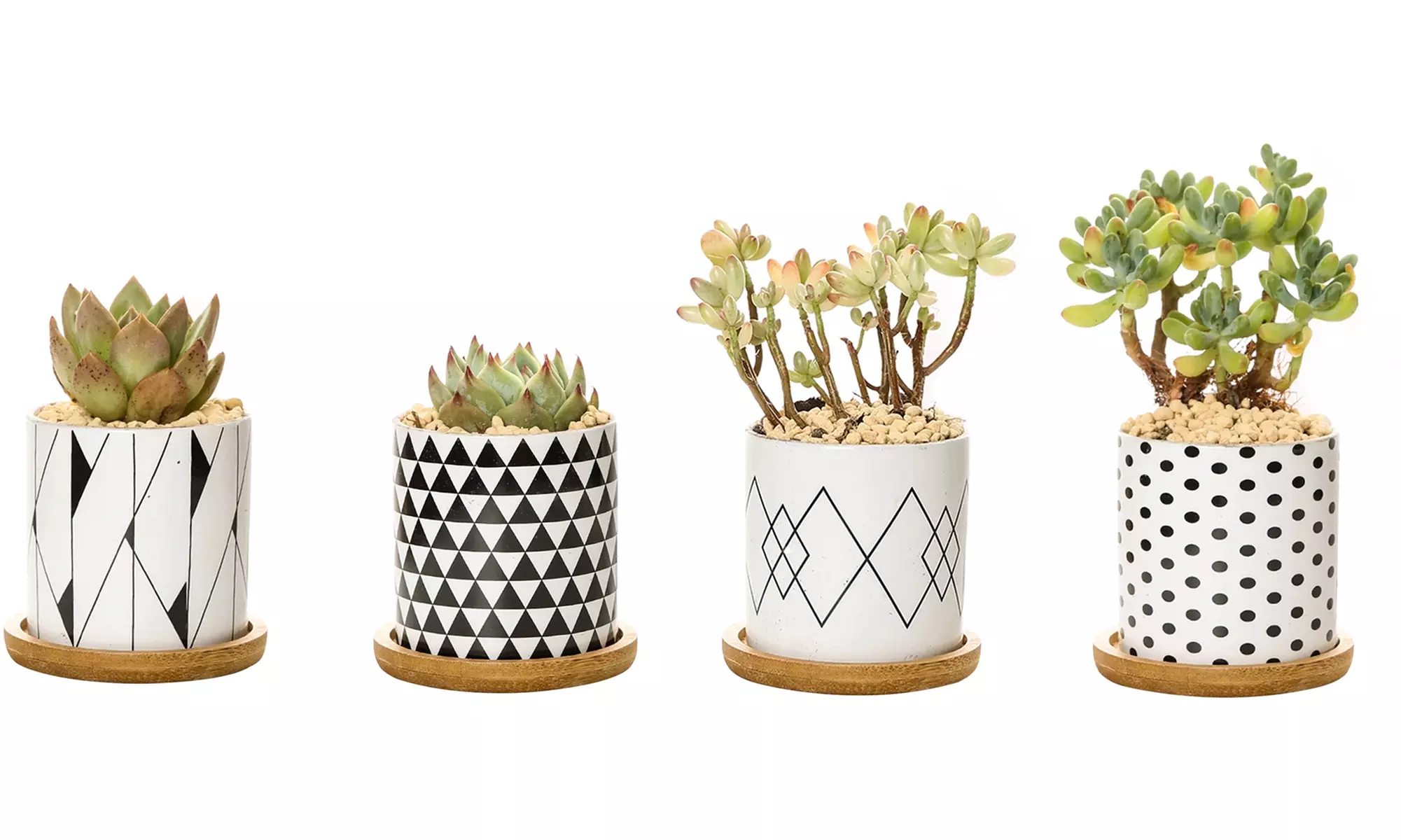 Lot de 3 pots de fleurs en céramique pour succulentes