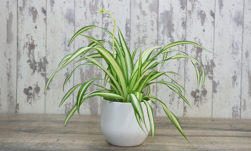 Image 4: Air-Purifying Houseplants